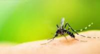 Dengue Cases Rise in Sri Lanka Amidst Rains